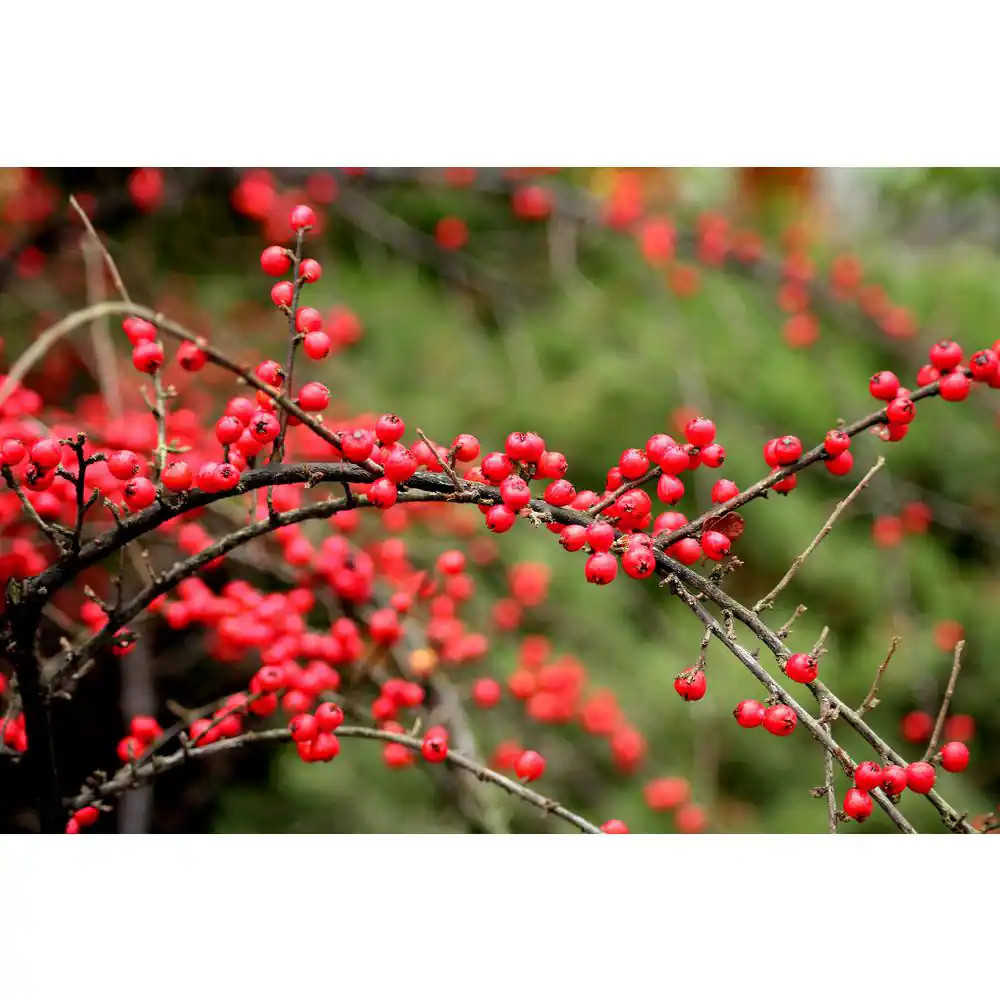 1 Gal. Cranberry Cotoneaster Shrub This True Multi-Purpose Shrub Displays a Diff