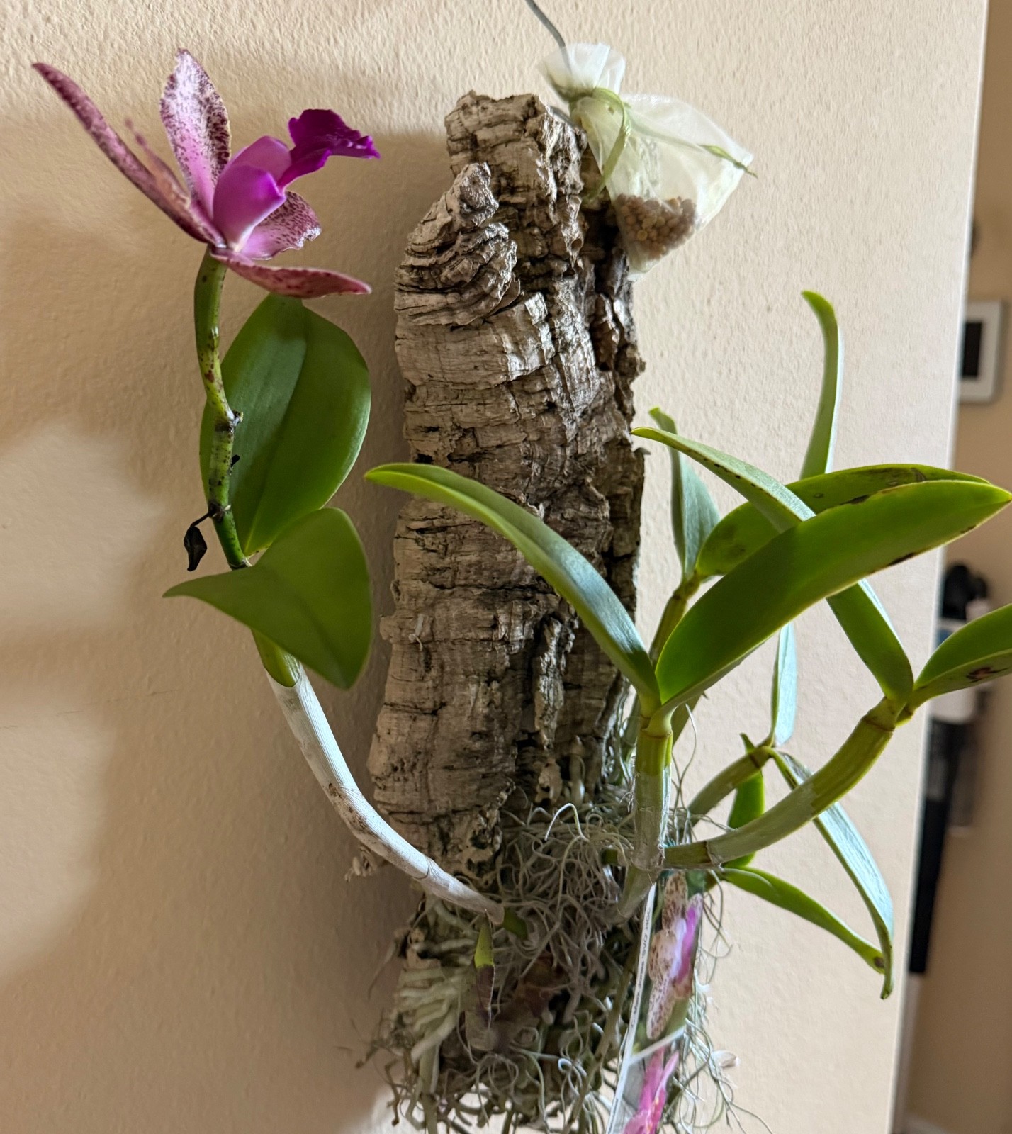 C. Durigan AM/AOS x C. Mark Jones Spotted Fragrant Cattleya BLOOMING NOW on cork