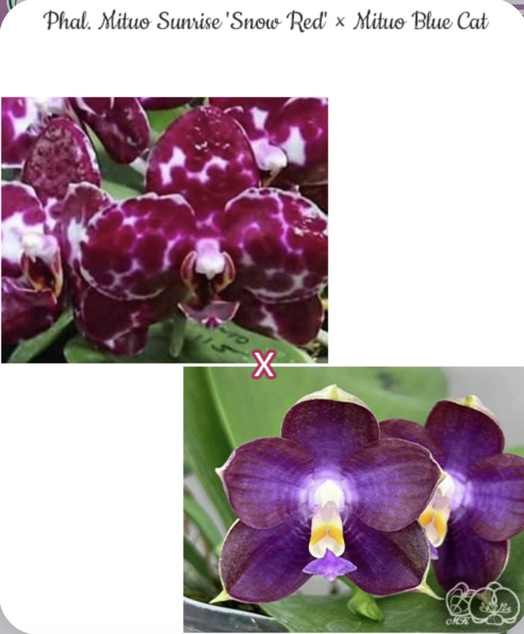Phal. Mituo Sunrise ‘Snow Red’ × Mituo Blue Cat, Blooming Size, FREE Shipping