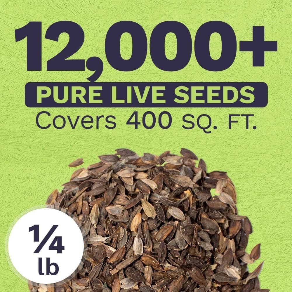 Massive Bulk Zinnia Seeds – California Giants Mix – Perfect for Garden Displays