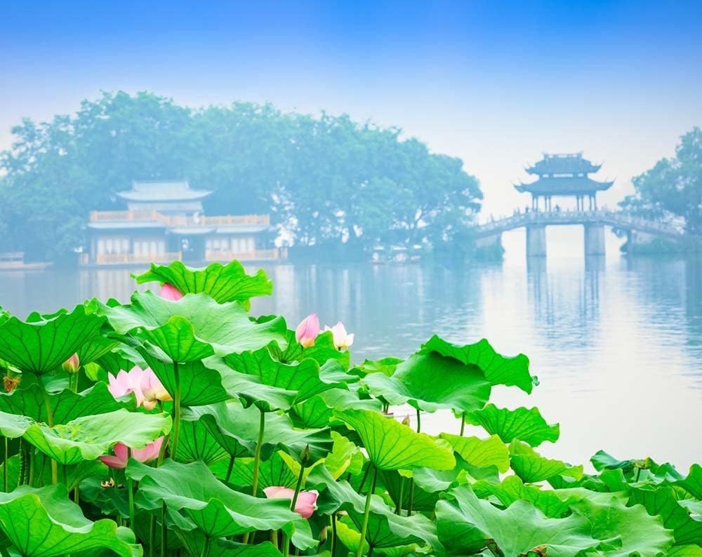 30PCS Non-GMO Bonsai Lotus Seeds for Gorgeous Aquatic Gardens – Easy Planting