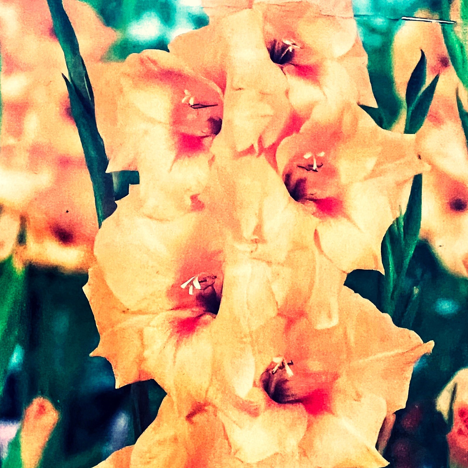 5 or 10 GLADIOLUS PETER PEARS BULBS yellow-orange flowers FREE SHIPPING !!!!!!!