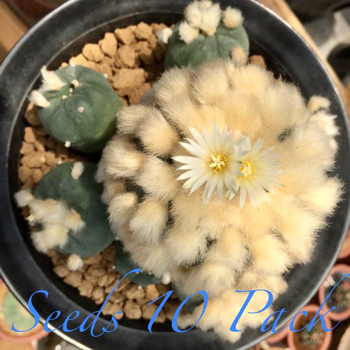 RARE *CULTIVAR* SEEDS (10pk) L0ph…Diffusa Koike x10 (Ten) Cactus US SELLER