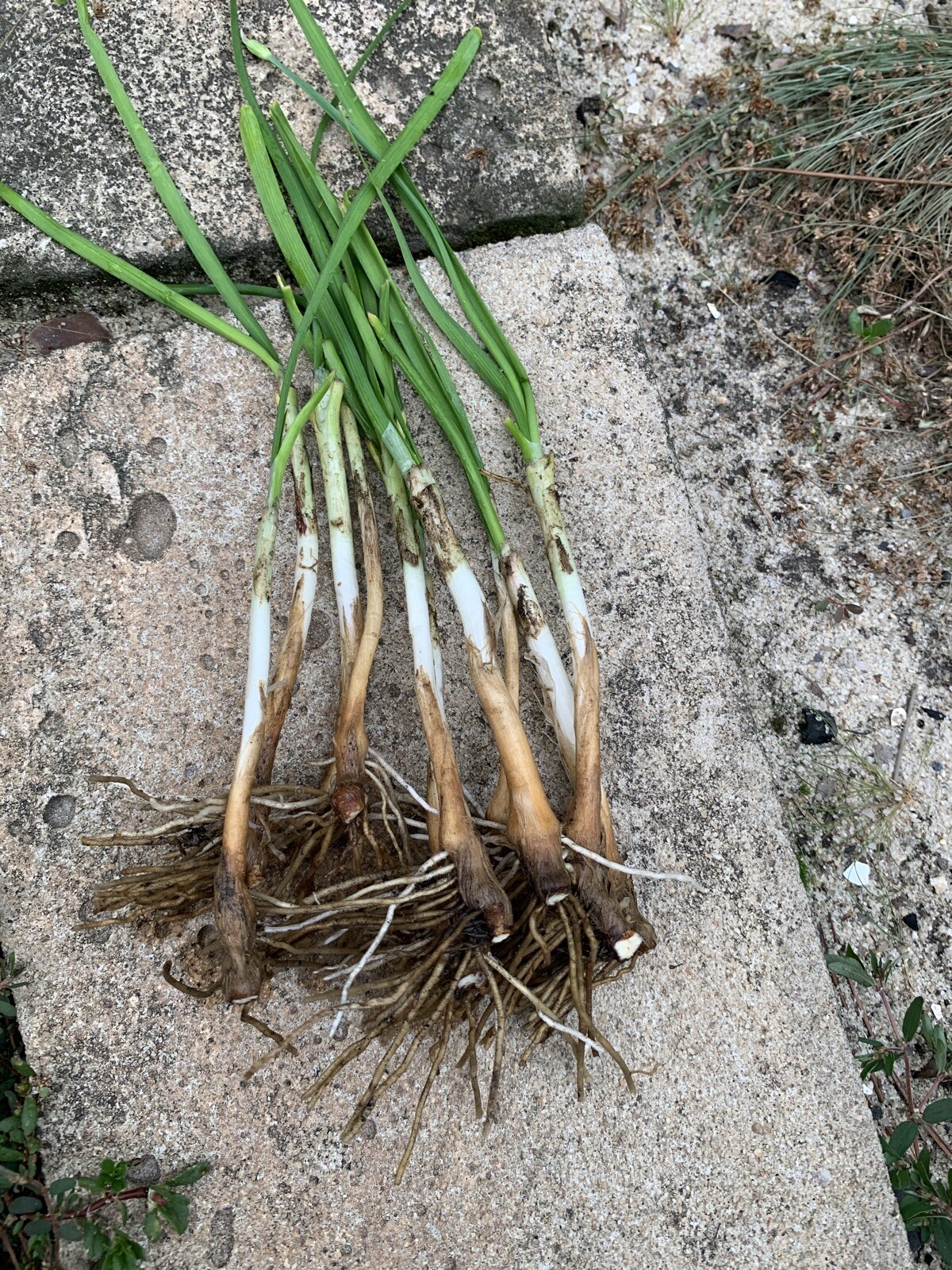 35 Live Stalks Garlic Chives Leek Plant Bare Root Organic Non-GM 老韭菜根