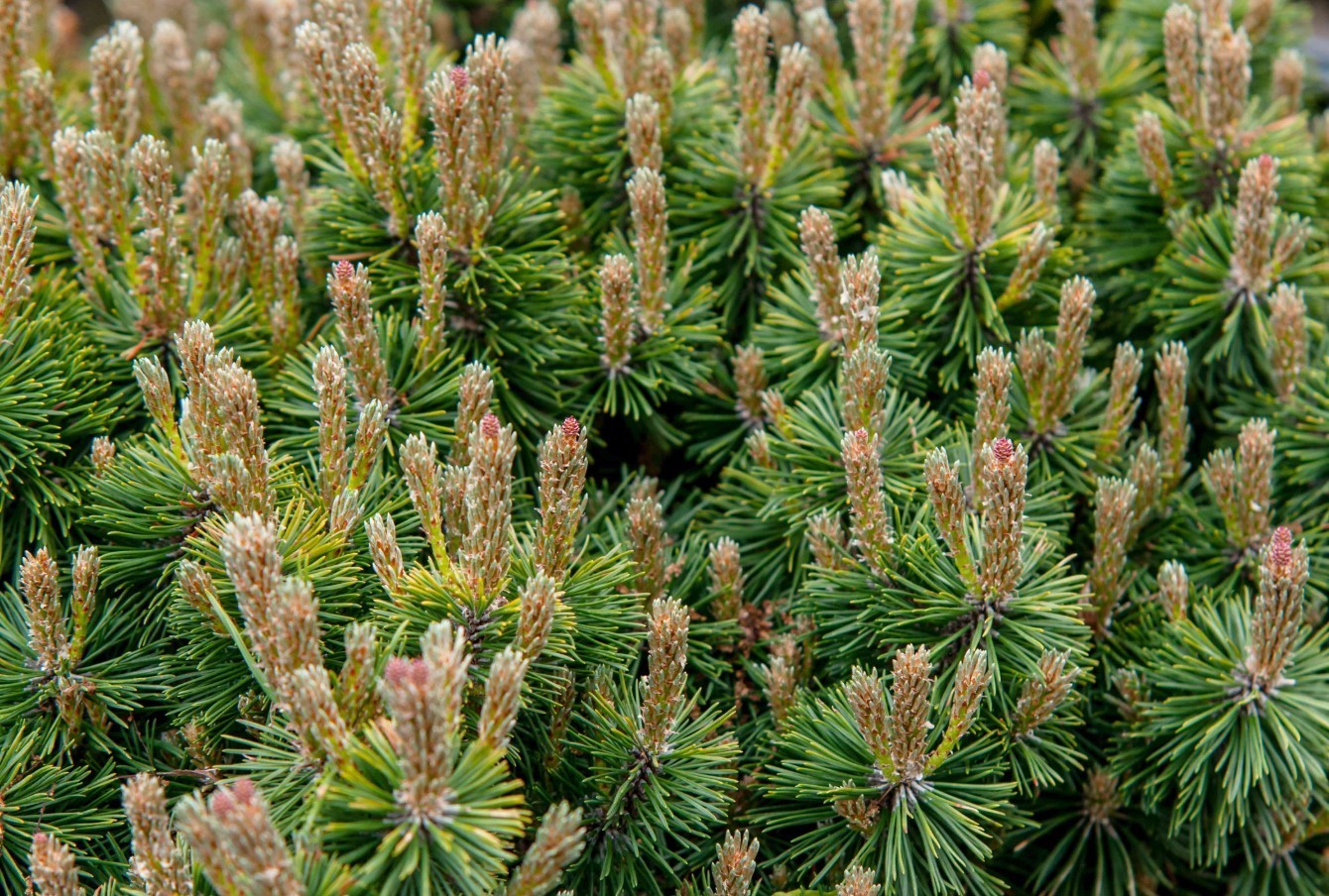 10 Dwarf Swiss Mountain Pine Live Bareroots – 5-6″ Tall – Evergreen – Zones 3-7