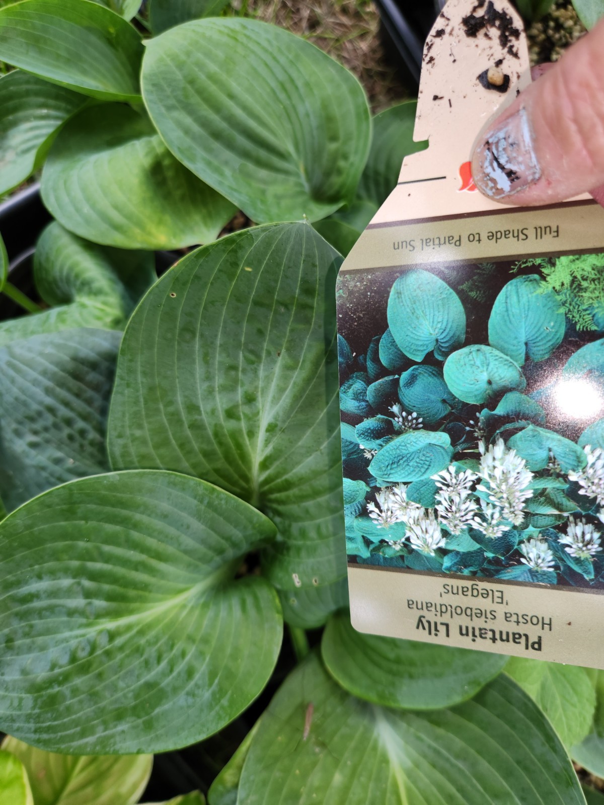 HOSTAS – Several Varieties, Healthy Live Plants, Bare Root, Large & Extra Large