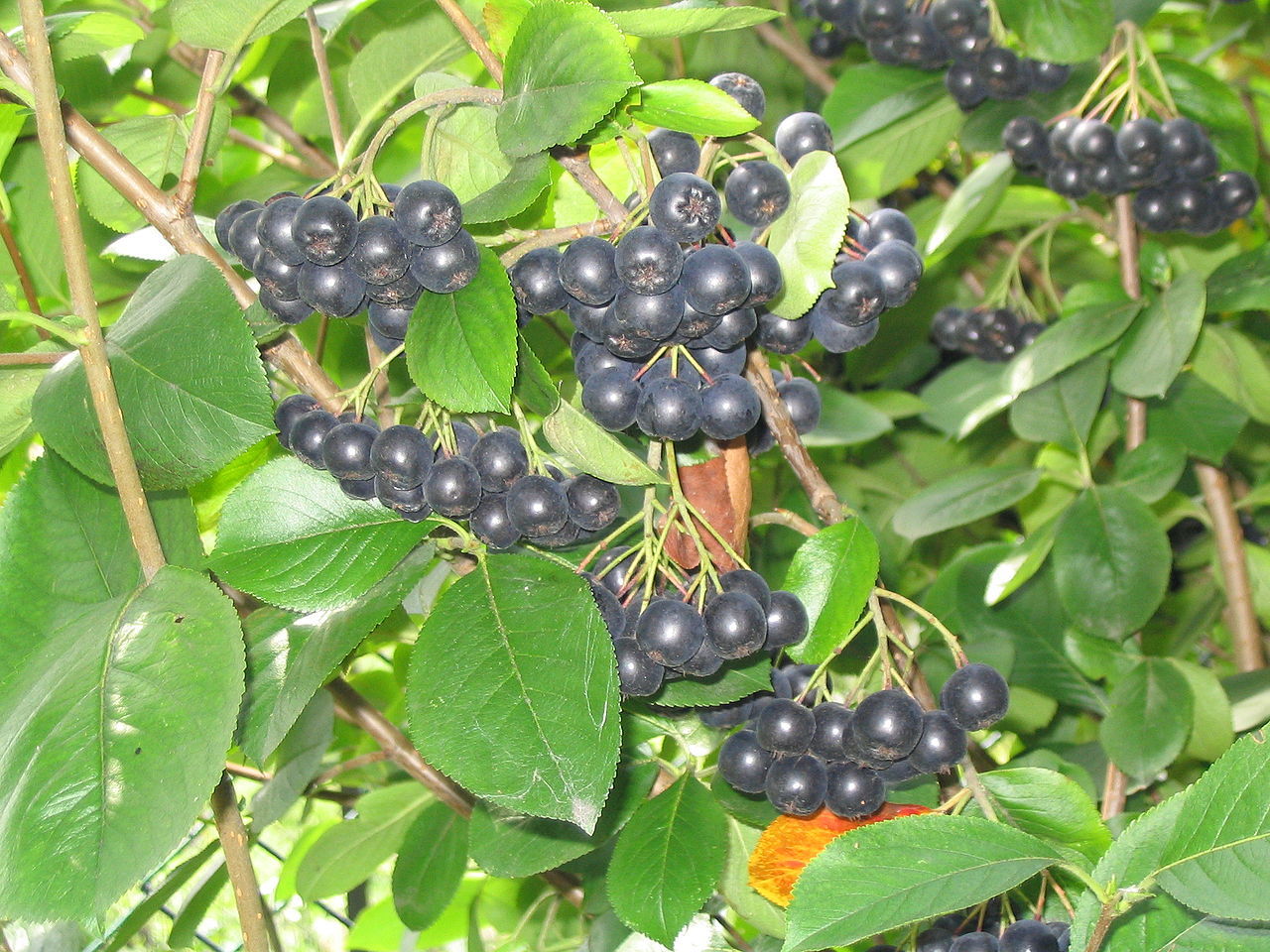 Black Chokeberry Shrub, Aronia melanocarpa, Seeds (Edible, Fall Color, Hardy)