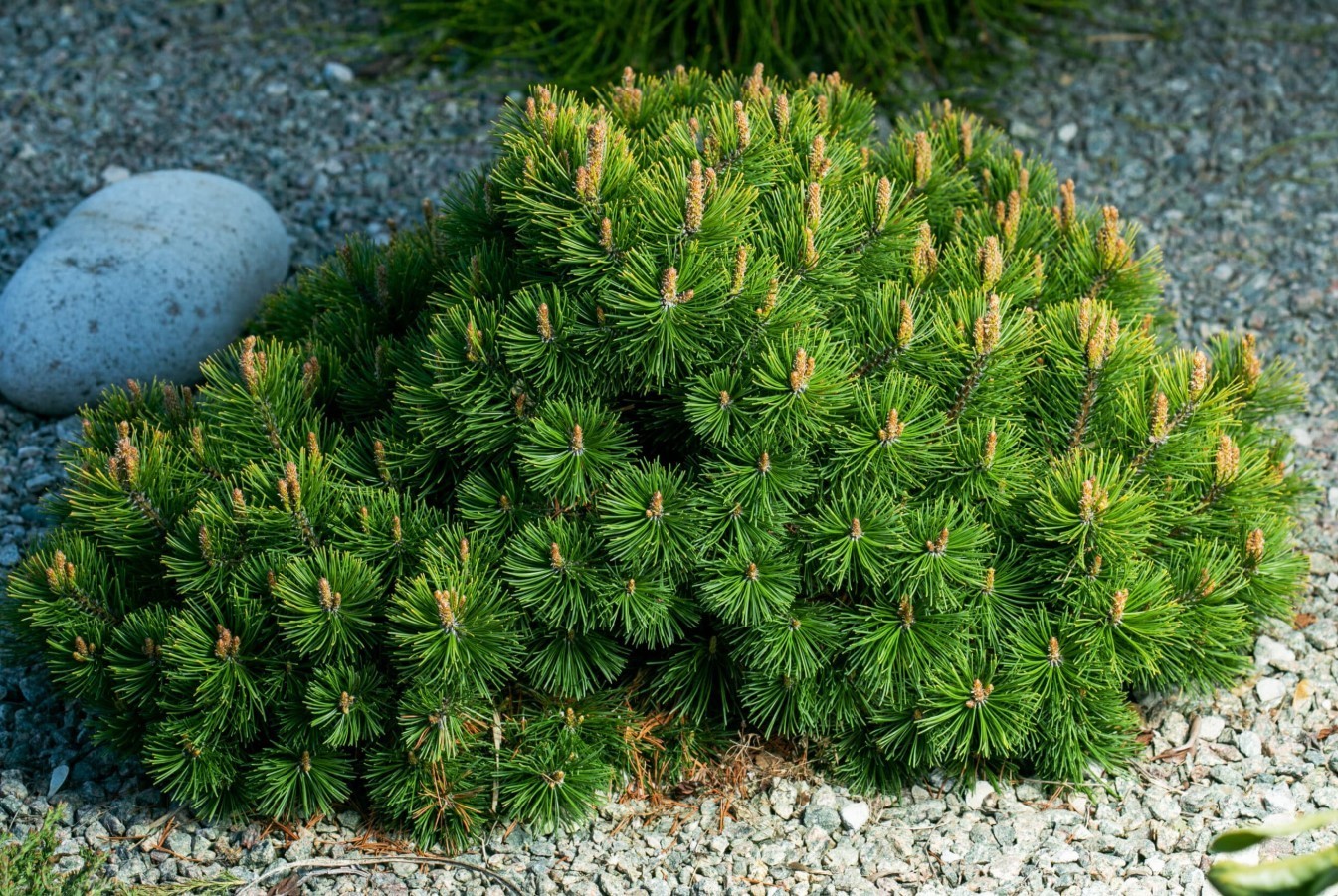 10 Dwarf Swiss Mountain Pine Live Bareroots – 5-6″ Tall – Evergreen – Zones 3-7