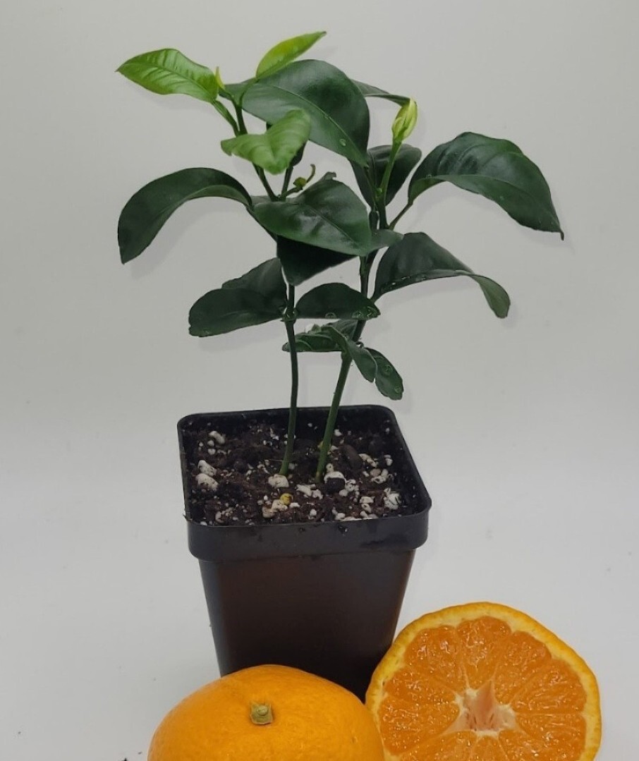 Pot Of 2 Honey Tangerine seedlings, 3-5 inches tall
