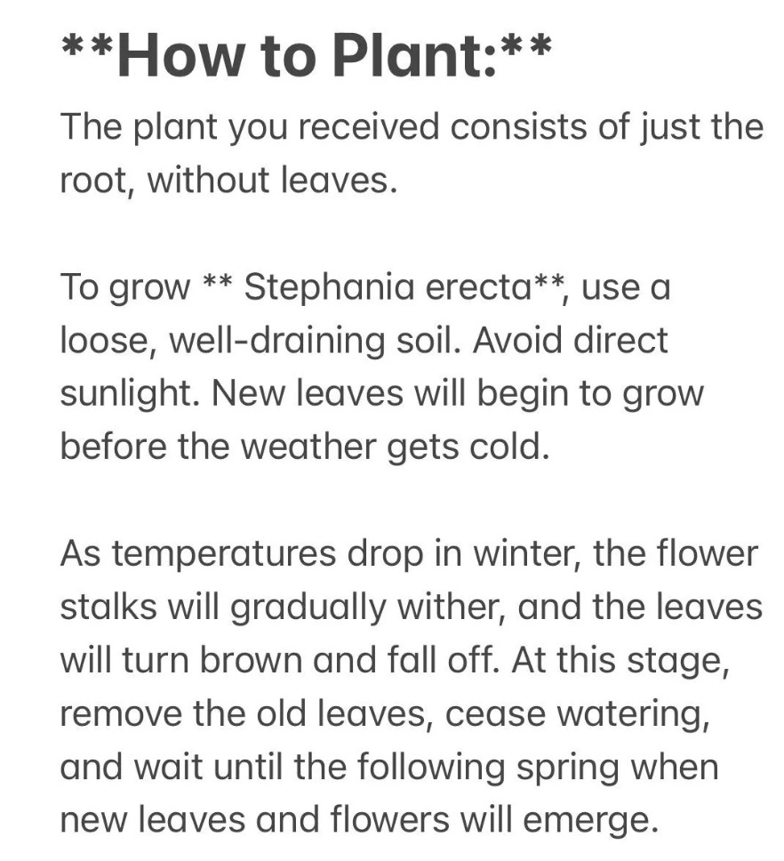 Live Plant -Stephania cepharantha /bulb plant “Lucky ‘Turtle[Bare Root]