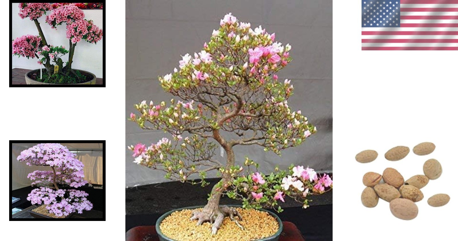 10 Japanese Cherry Blossom Bonsai Seeds – Perfect for Full Sun and Partial Shade