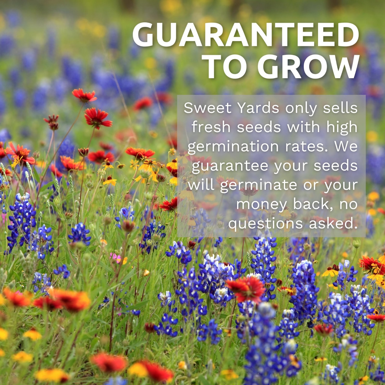 40,000 Viola Tricolor Flower Seeds – Bulk 1oz Pouch for Planting & Gardening