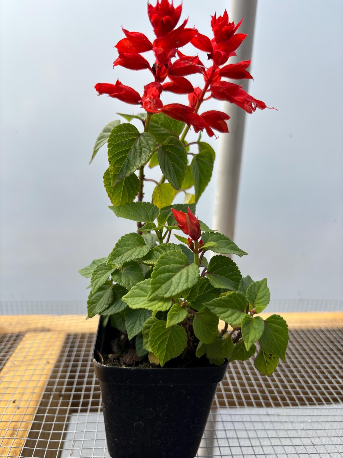 Salvia (Salvia viridis) Live Flower Plants – Seedlings/Plugs- 4″- 12″ tall