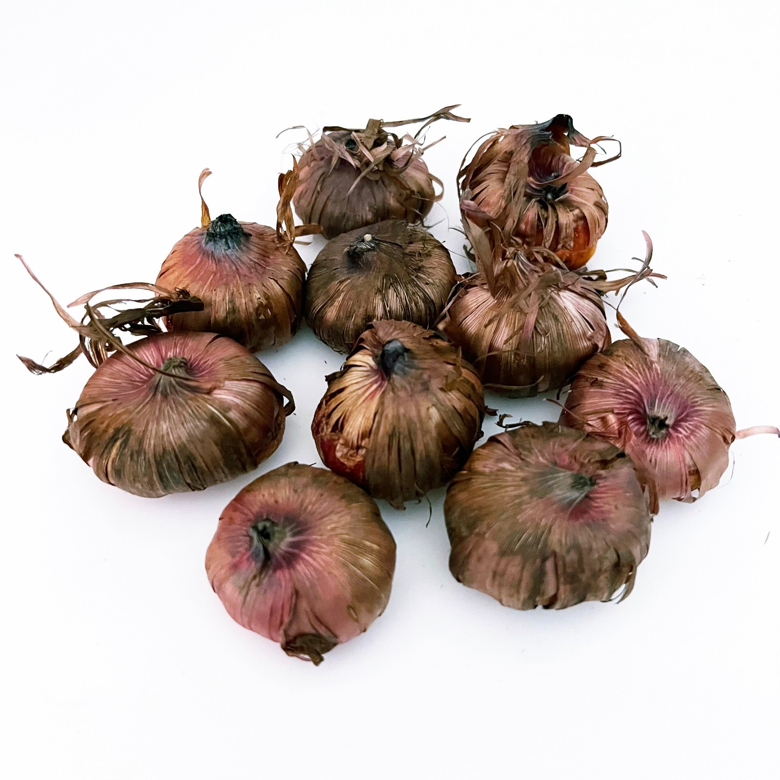 5 or 10 GLADIOLUS ESPRESSO BULBS burgundy-red flowers FREE SHIPPING !!!!!!!