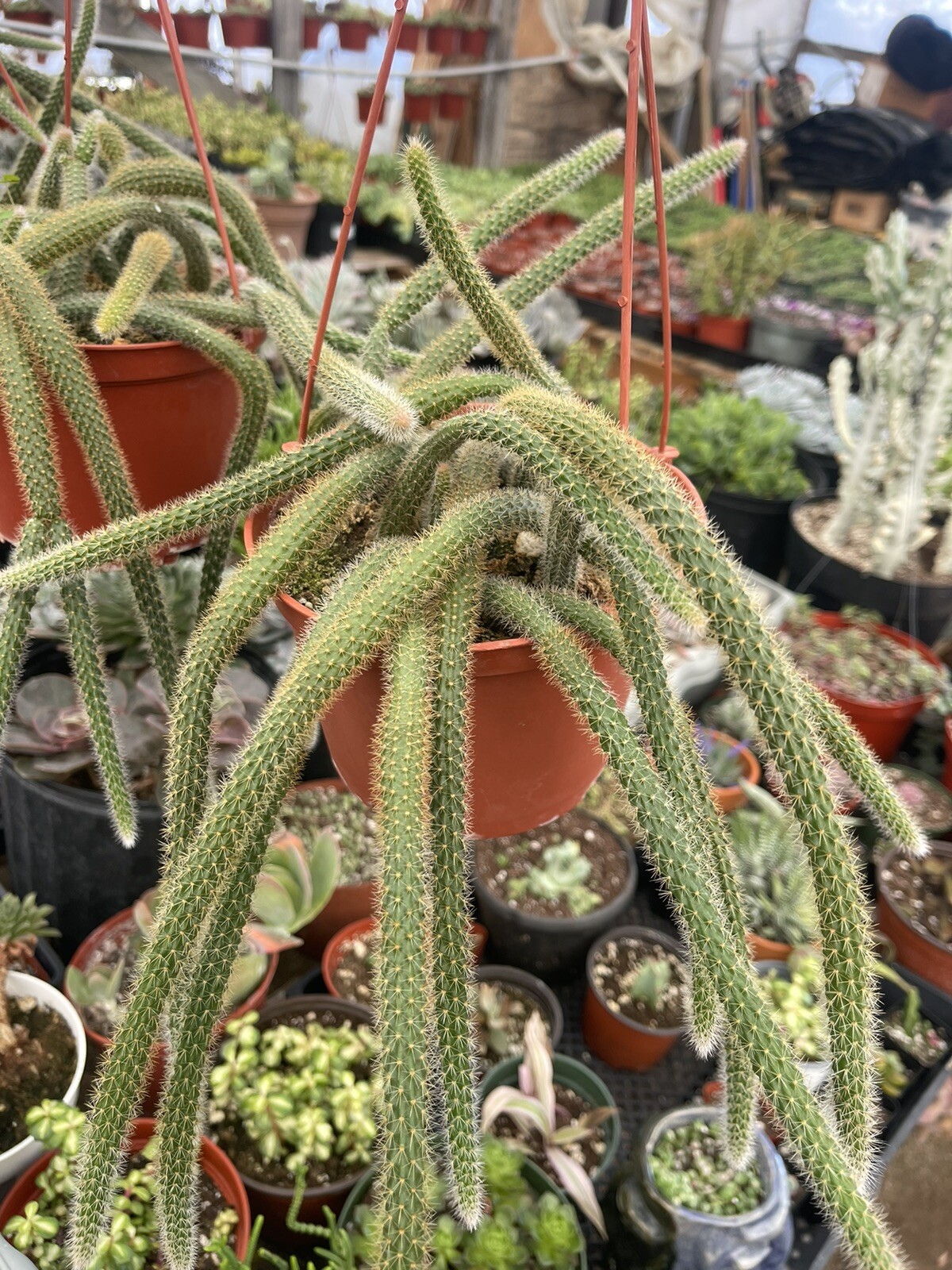 RAT TAIL CACTUS 6-INCH POT HANGING