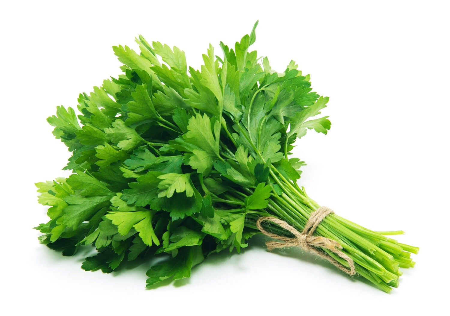 Evergreen Parsley Seeds | Heirloom | Non-GMO | Fresh Garden Seeds