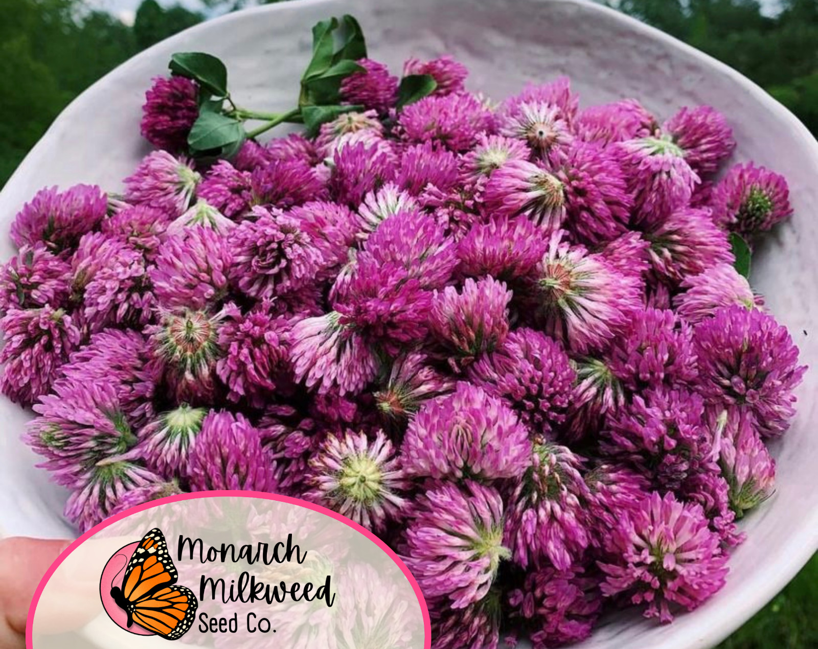 5700+ Mammoth Red Clover Seeds | Flower Gardening Pollinator Plant Seed Packet