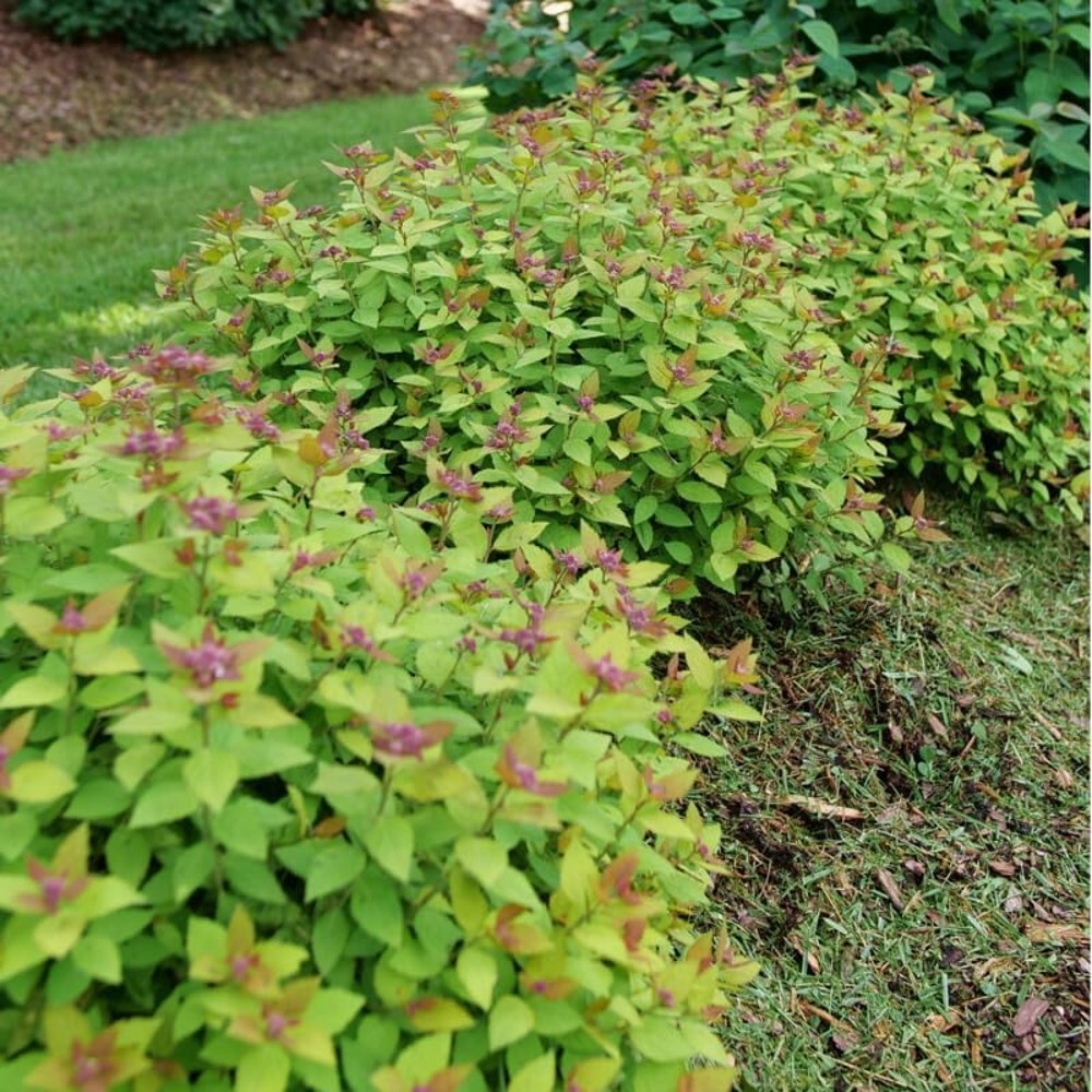 Spiraea Double Play Dolly Japonica Very Durable & Easy Care In Live Plant 4″ Pot