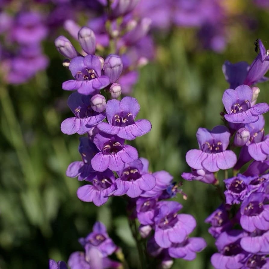 100+ Penstemon Seeds – Rocky Mountain (Penstemon strictus)Landscaping Non-GMO US