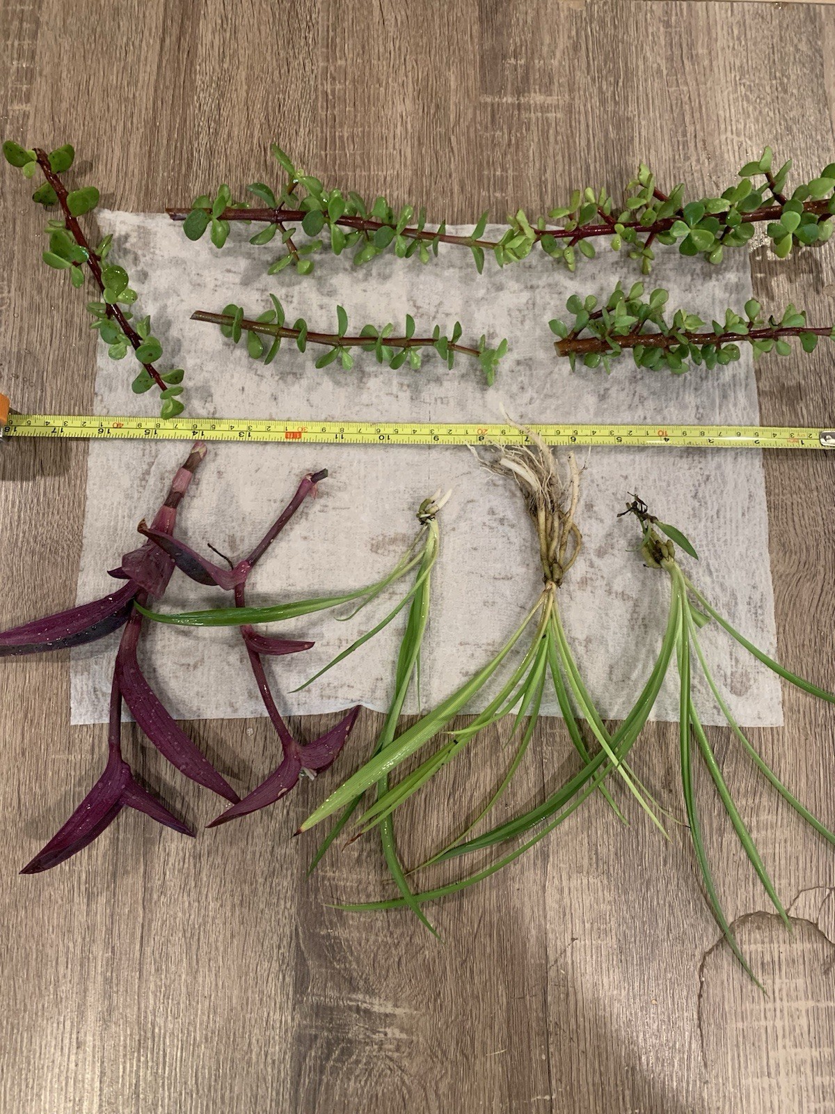 2 Purple Heart, Elephant Bush X 5, And 3 Spider Plant Lot.