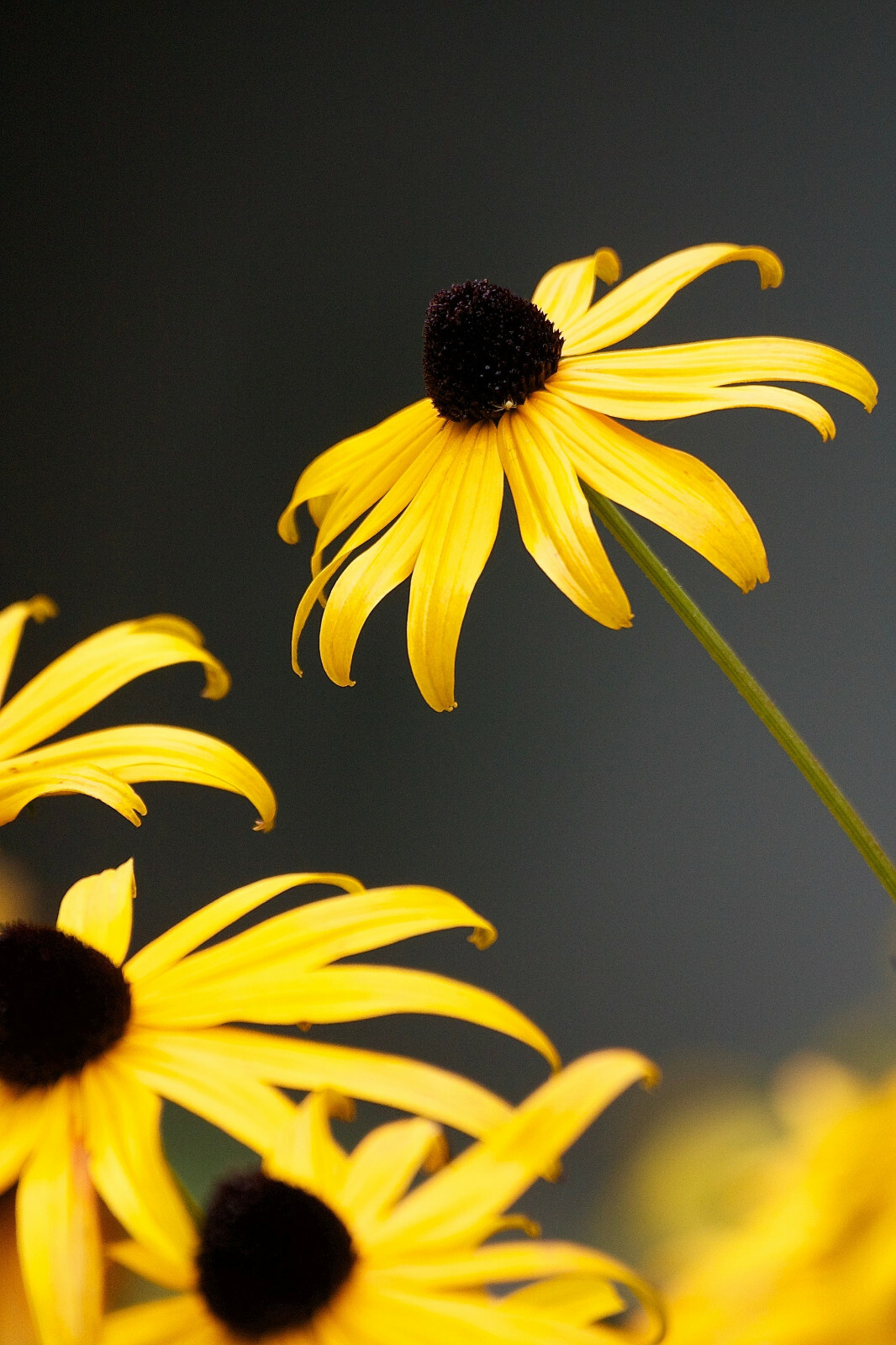 2,500+ Black Eyed Susan (Rudbeckia Hirta) Flower Seeds Yellow FREE SHIPPING