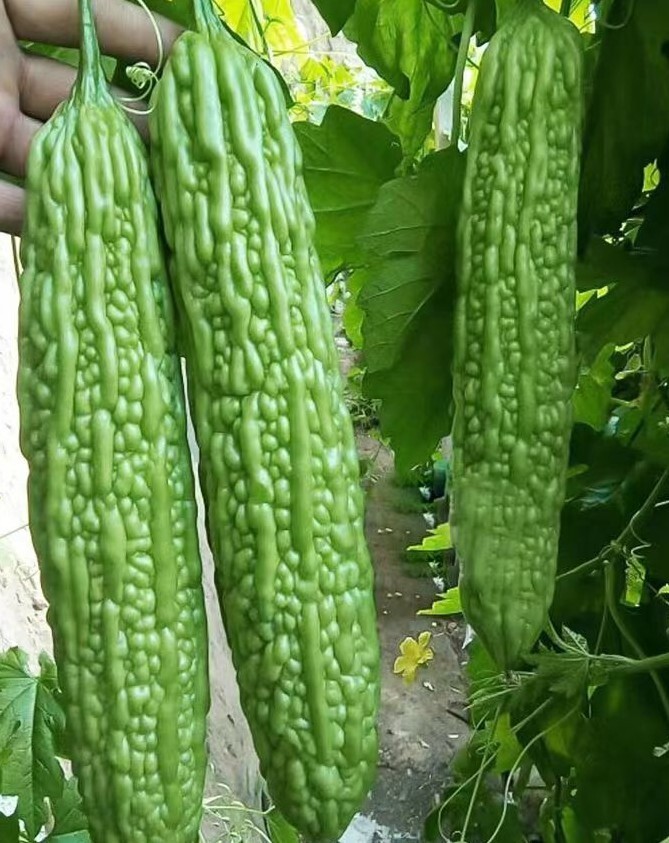 10+Green Skin Long Bitter Gourd seeds Bitter melon Seeds Ku Gua Asian Vegies USA
