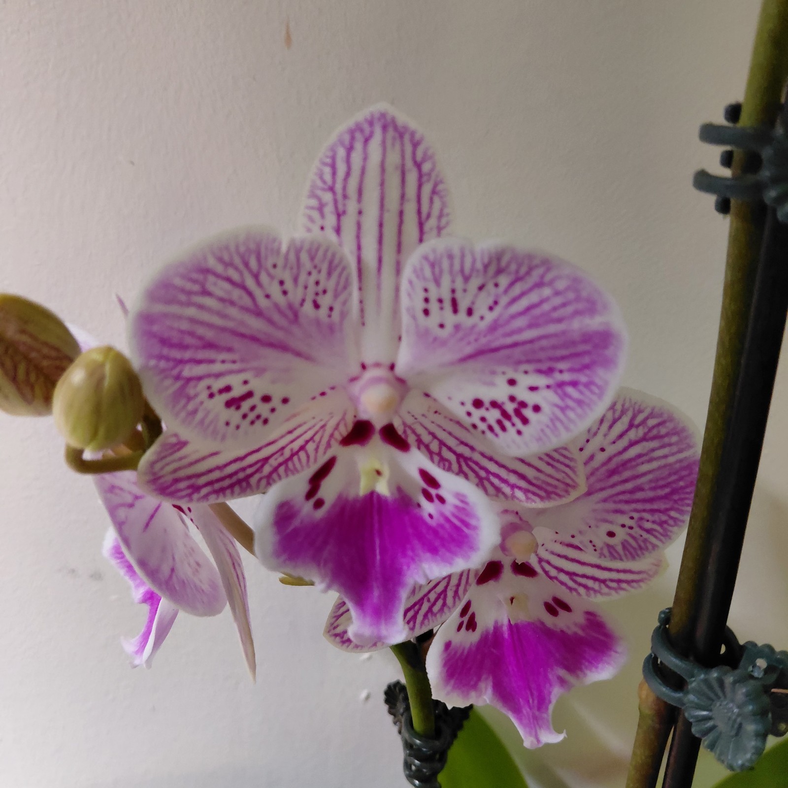 Phalaenopsis “OX Cresent Dancer” – 2 Spikes