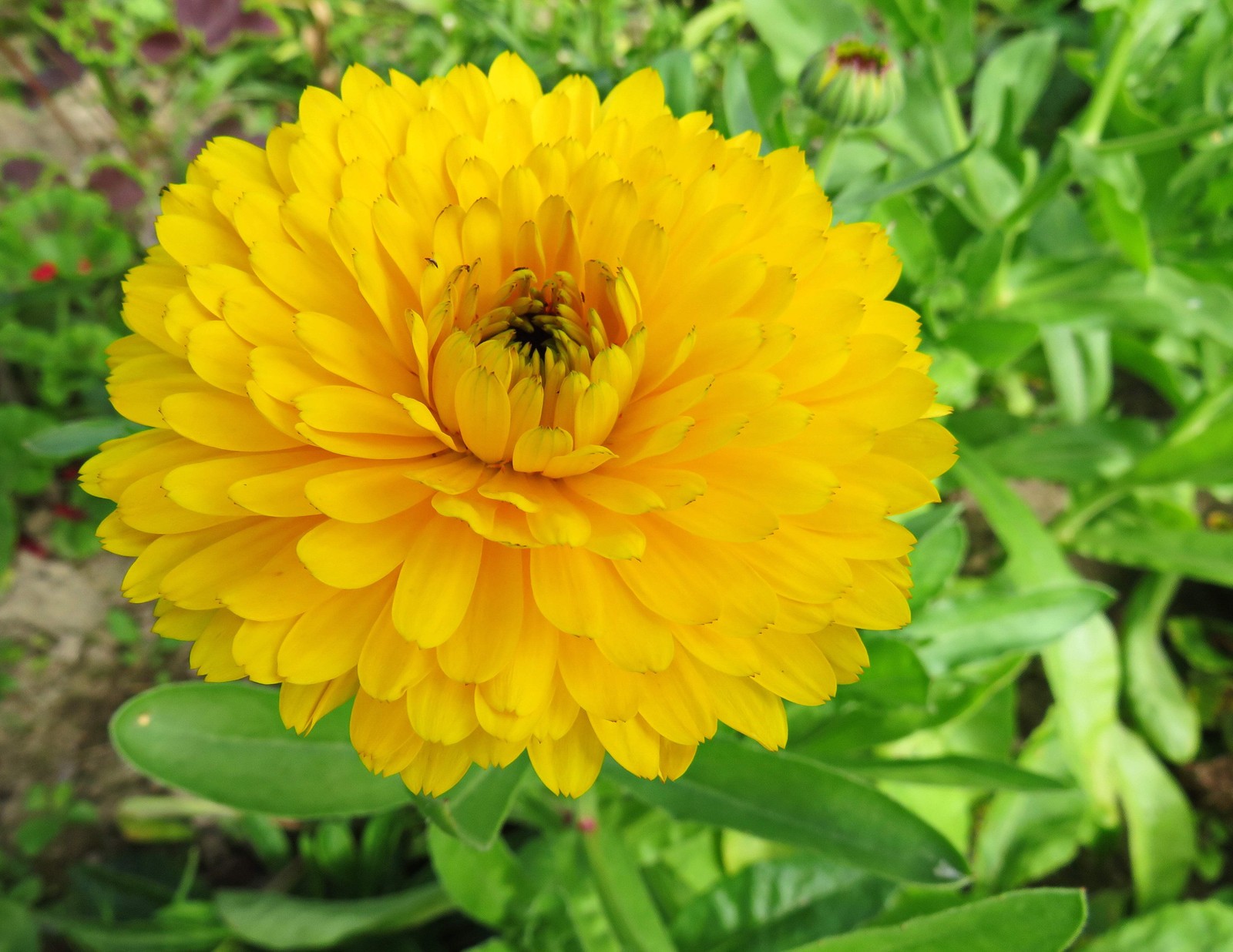 500 Mixed Colors FANCY MIX Pot MARIGOLD Calendula Officinalis Flower Seeds