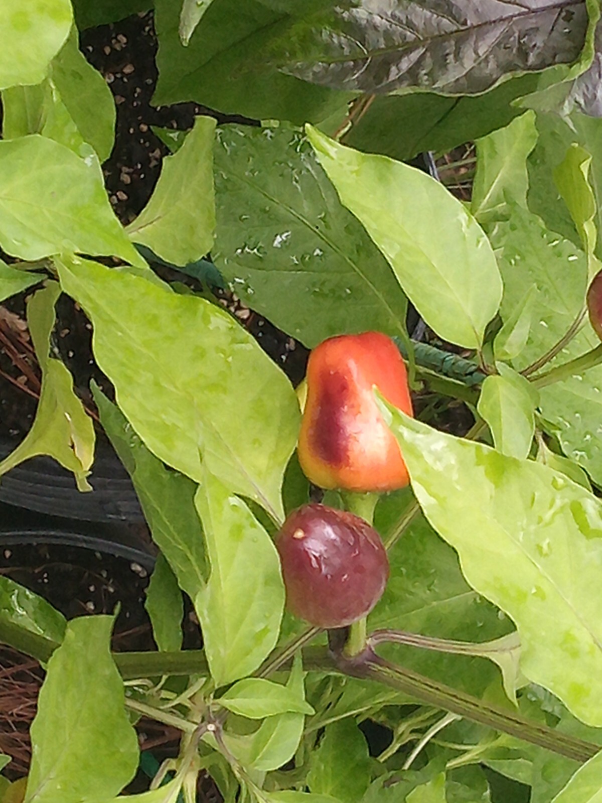 Purple Side Kick Pepper Seeds (Sweet &Spicy)