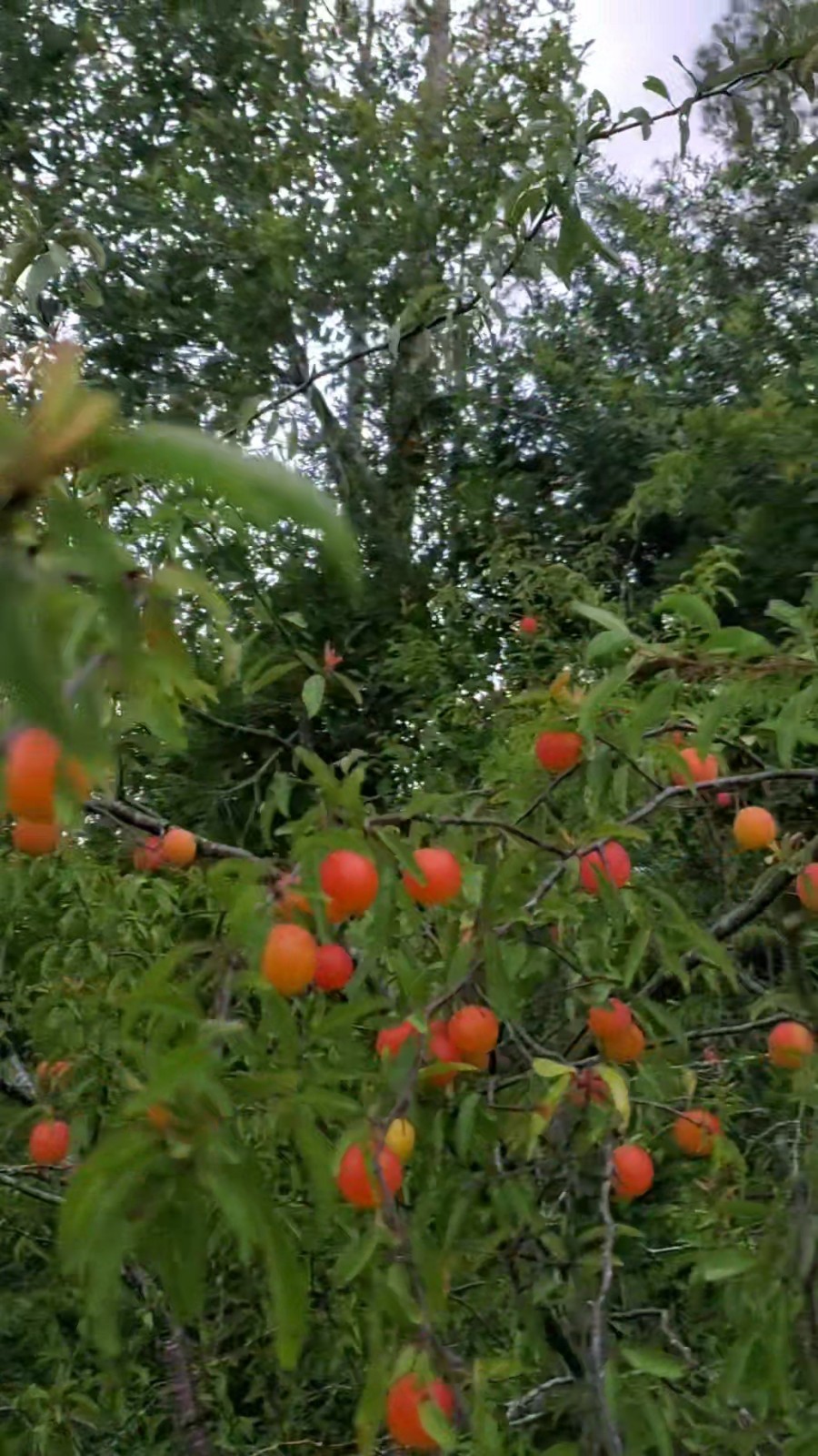 10+ Chickasaw Plum Seeds – Fresh 2026 Harvest | Beyond Organic