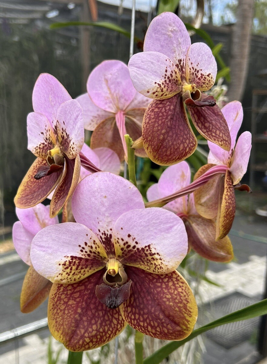 Vanda sanderiana Species LARGE Plant BS Orchid