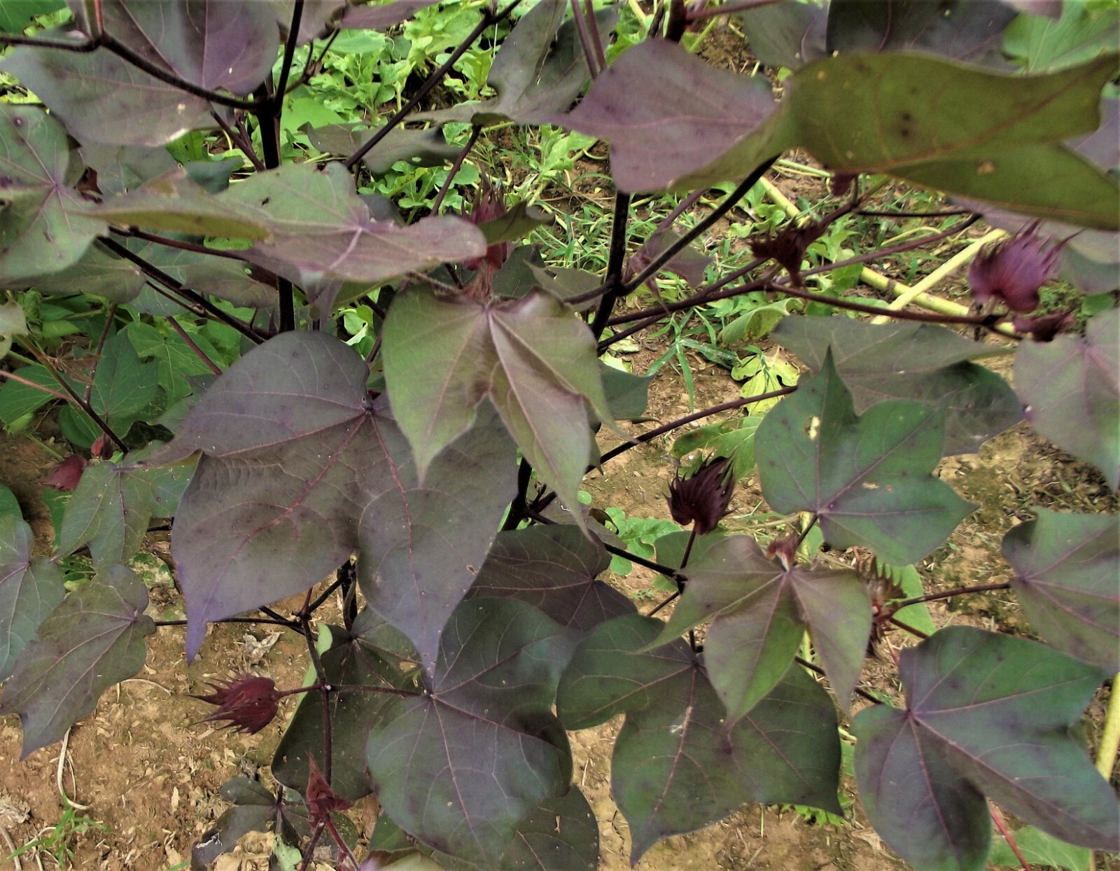 30 GREEN LINT Cotton Seed Burgundy Leaves Extremely Rare Heirloom Ornamental