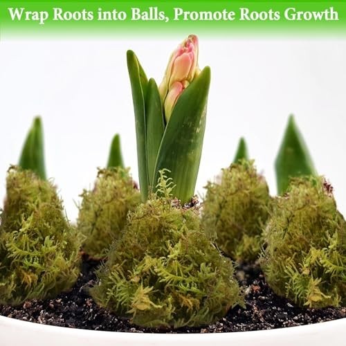 Sphagnum Moss for Plants 2.2LB 50QT Green Natural Long Fiber for Orchid