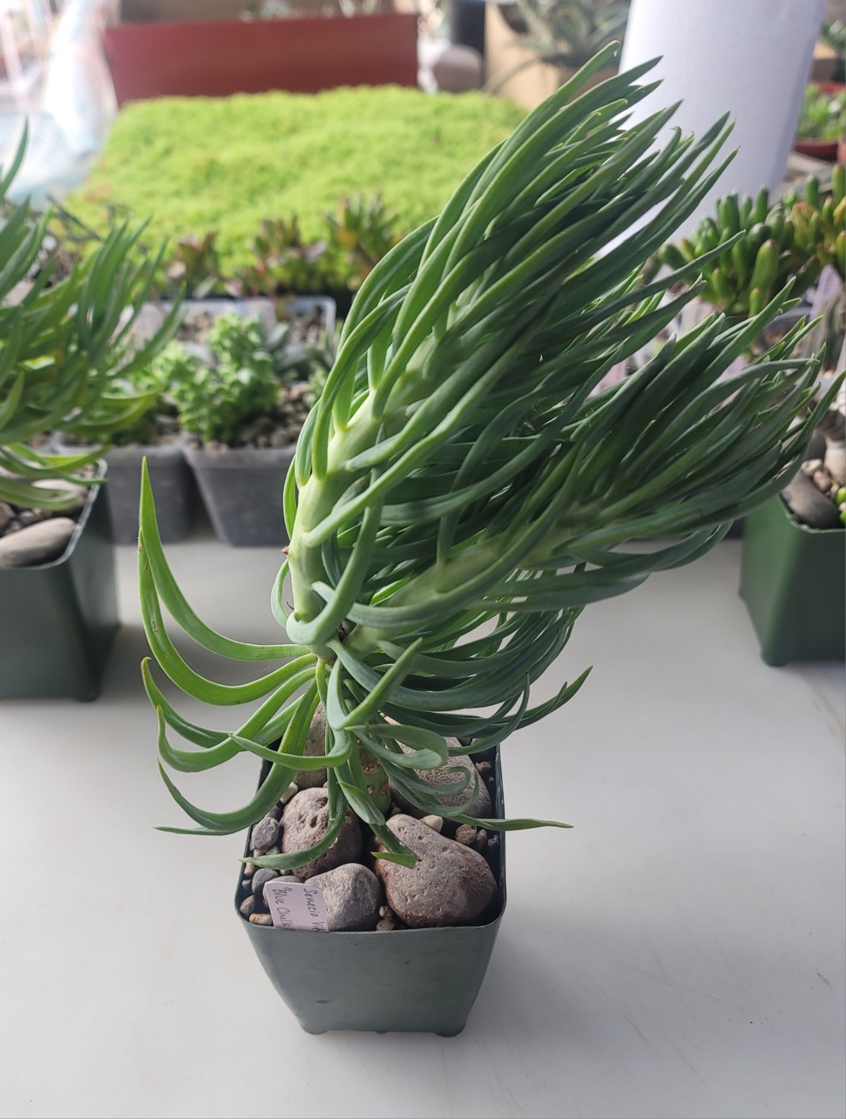 Live Rooted Senecio Vitalis “Blue Chalk Fingers” Succulent In 4″ Pot