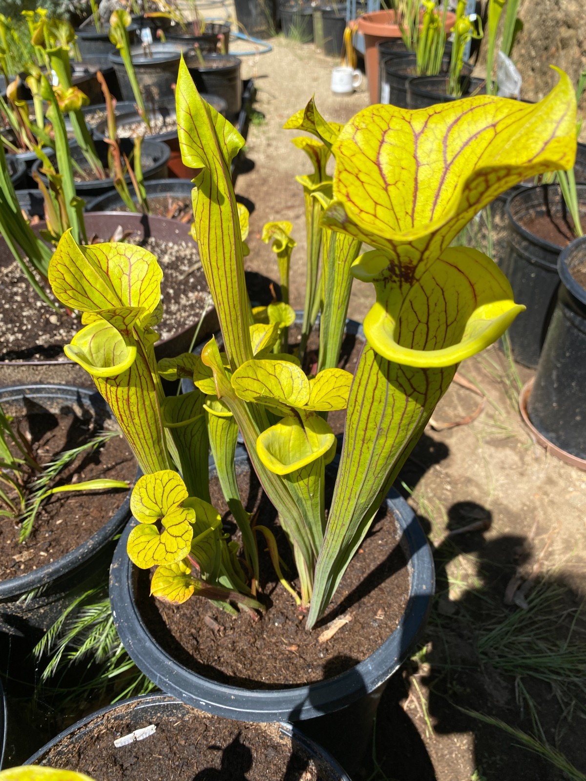 S. flava var ornata ‘Black Veins’ F1, Bulloch Co. GA Medium-Small Divisions