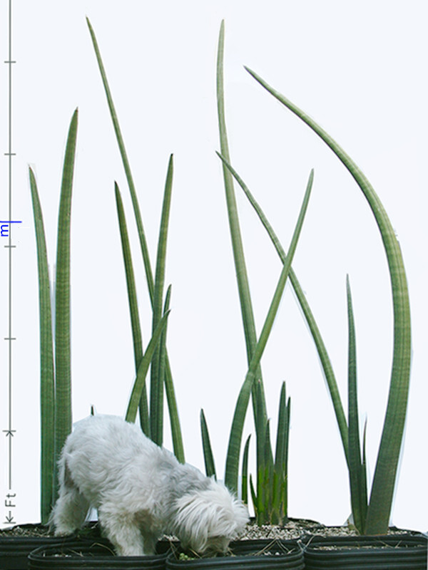 Sansevieria Stuckyi — Zimbabwe : Leaf+Roots Robust Healthy Plant Elephant Tusks