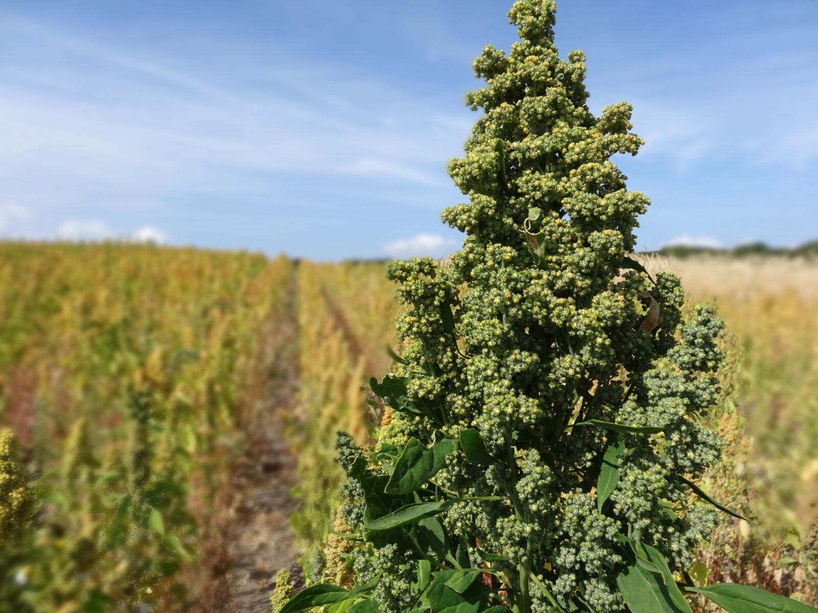 150 Brilliant Rainbow Quinoa Seeds – Chenopodium quinoa – Non-GMO Ancient Grain!