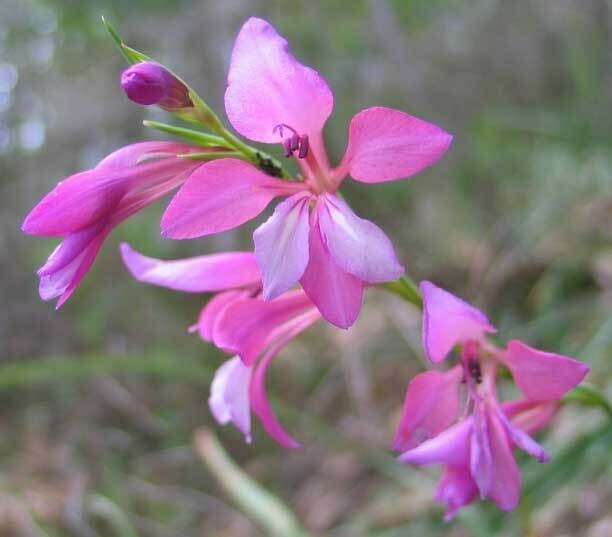 Gladiolus illyricus | Wild Gladiolus| 10_Seeds