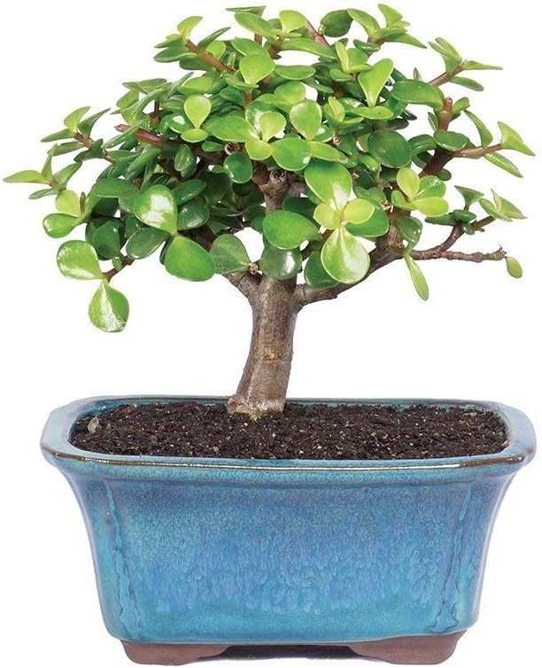Live Dwarf Jade Bonsai in Ceramic Pot – 3$