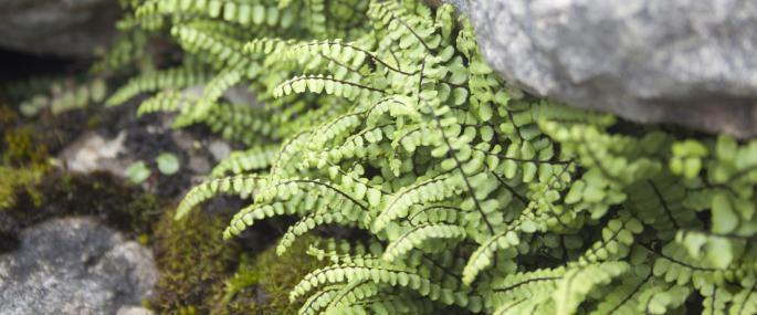 MAIDENHAIR SPLEENWORT fern 5 rhizomes Asplenium platyneuron