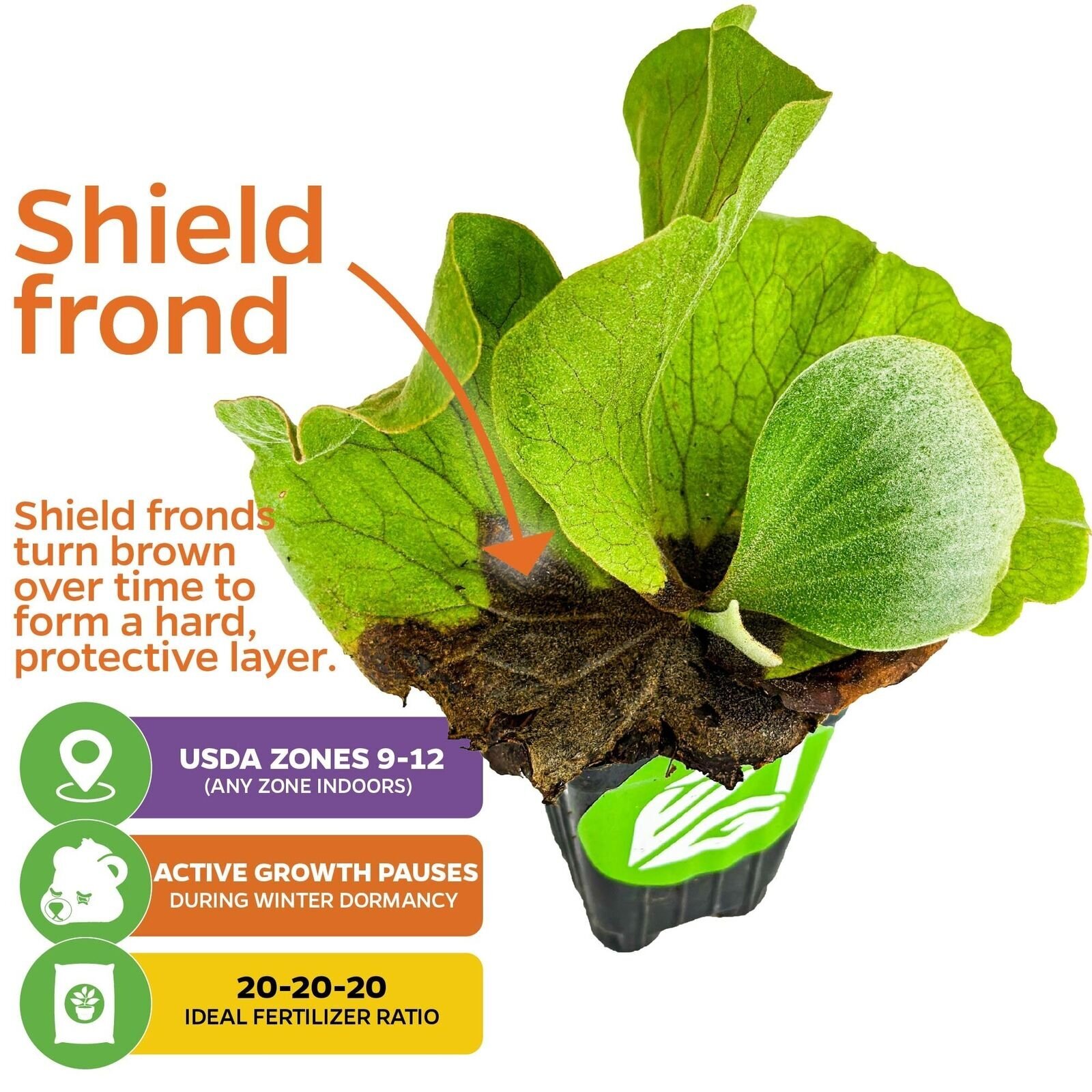 Staghorn Fern Netherlands Elkhorn – Playtcerium bifurcatum