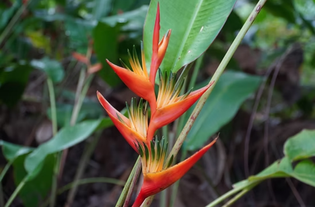 Set 2 Live Red Heliconia Rhizomes with Green & Yellow Center – Tropical Flower