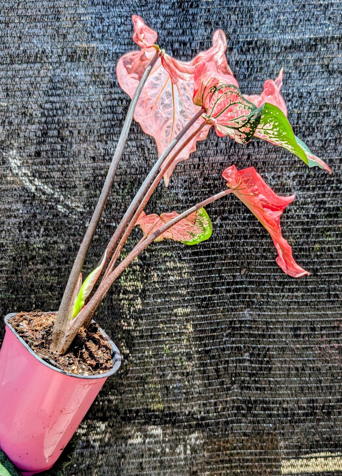RARE Thai Beauty Caladium Plant Pink Green Translucent Leaves Live Rooted Aroid