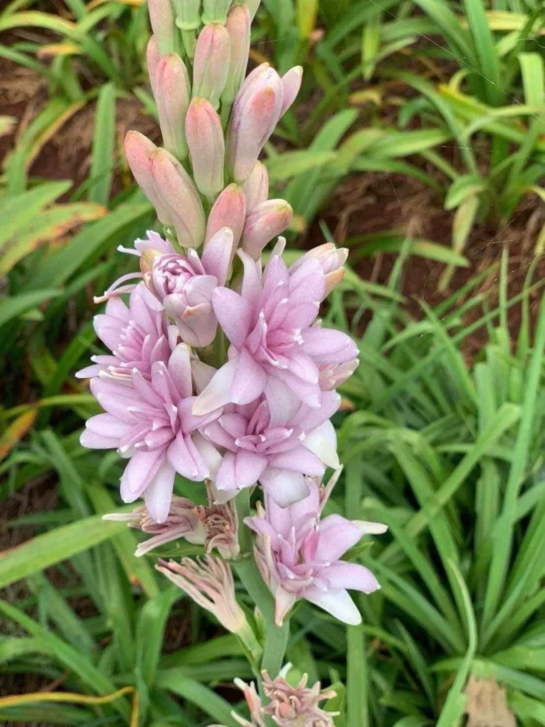 3 New! Large Double Pink Mexican Tuberose Polianthes Lily Fragrant