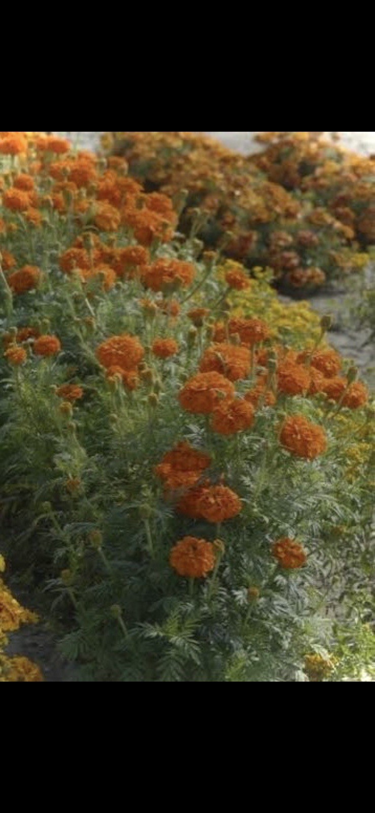 Marigold Seeds Bulk 500 qty Orange free shipping