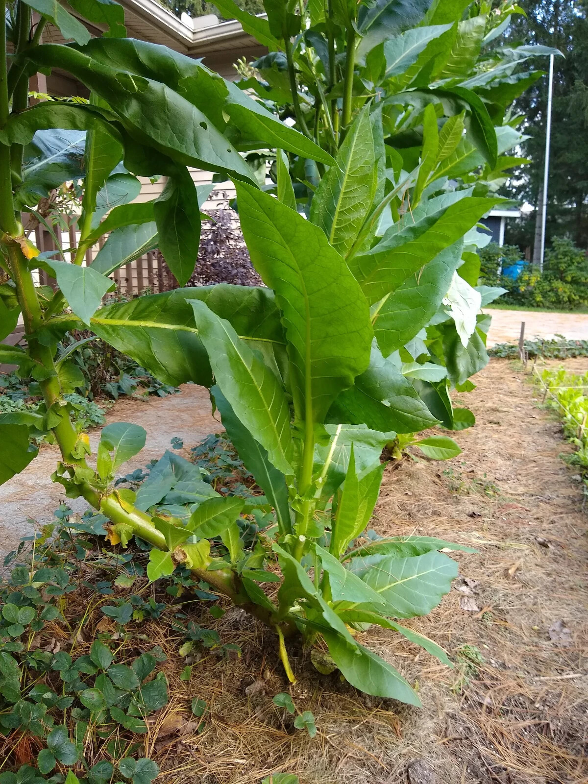 1000 “Great Lakes Gold” Tobacco Seeds FROM MICHIGAN! Organic, Heirloom, non-GMO