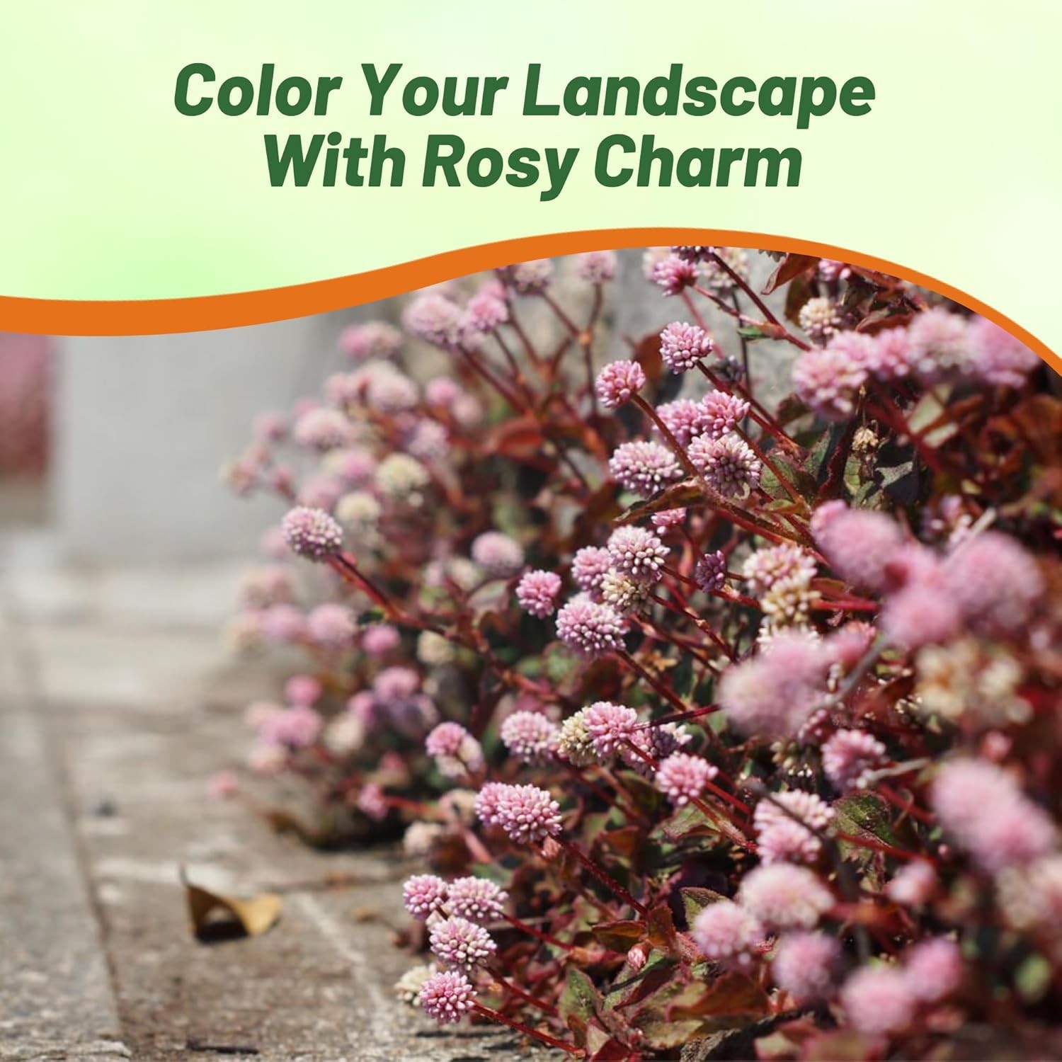 2000 Seeds Polygonum Capitatum Seed – Pink Knotweed Ground Cover Seeds