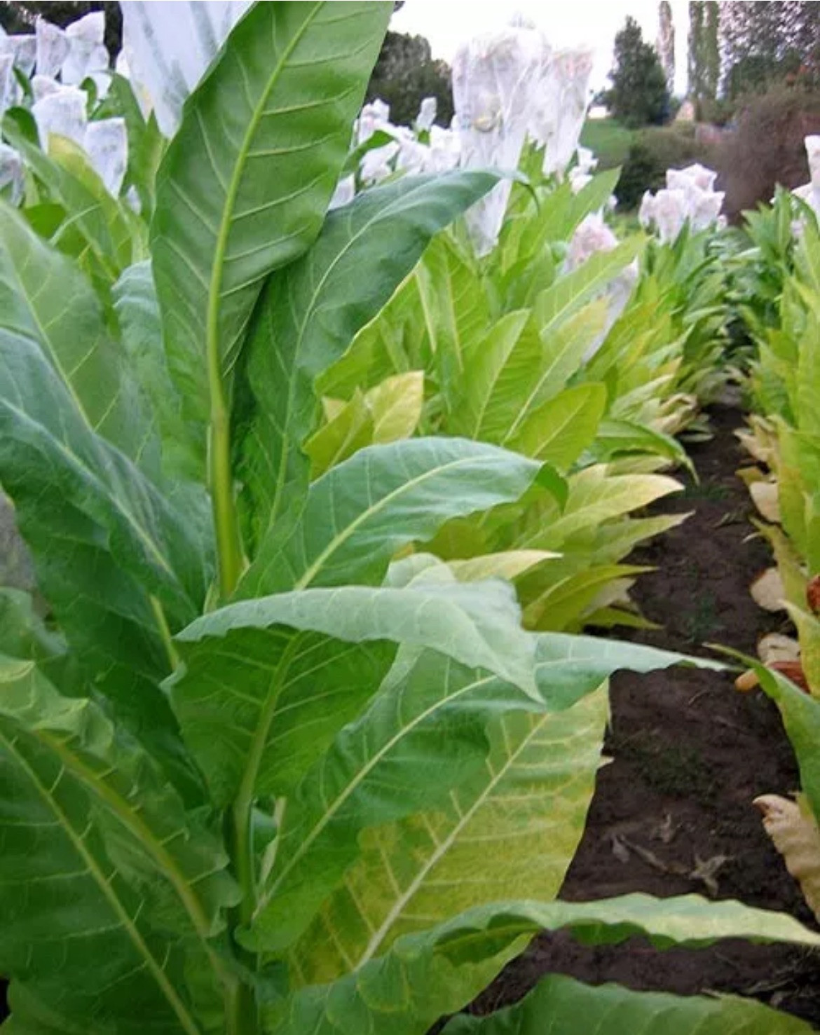 100 Golden Burley Tobacco SEEDS TX USA ~ Heirloom Nicotiana Tabacum Organic Chew