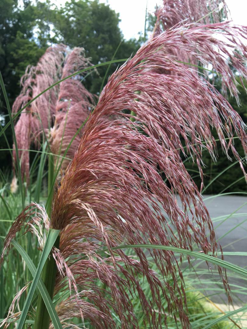 1,000 Seeds PINK PAMPAS GRASS AND 1,000 Seeds White Pampas Grass USA HomeGrown