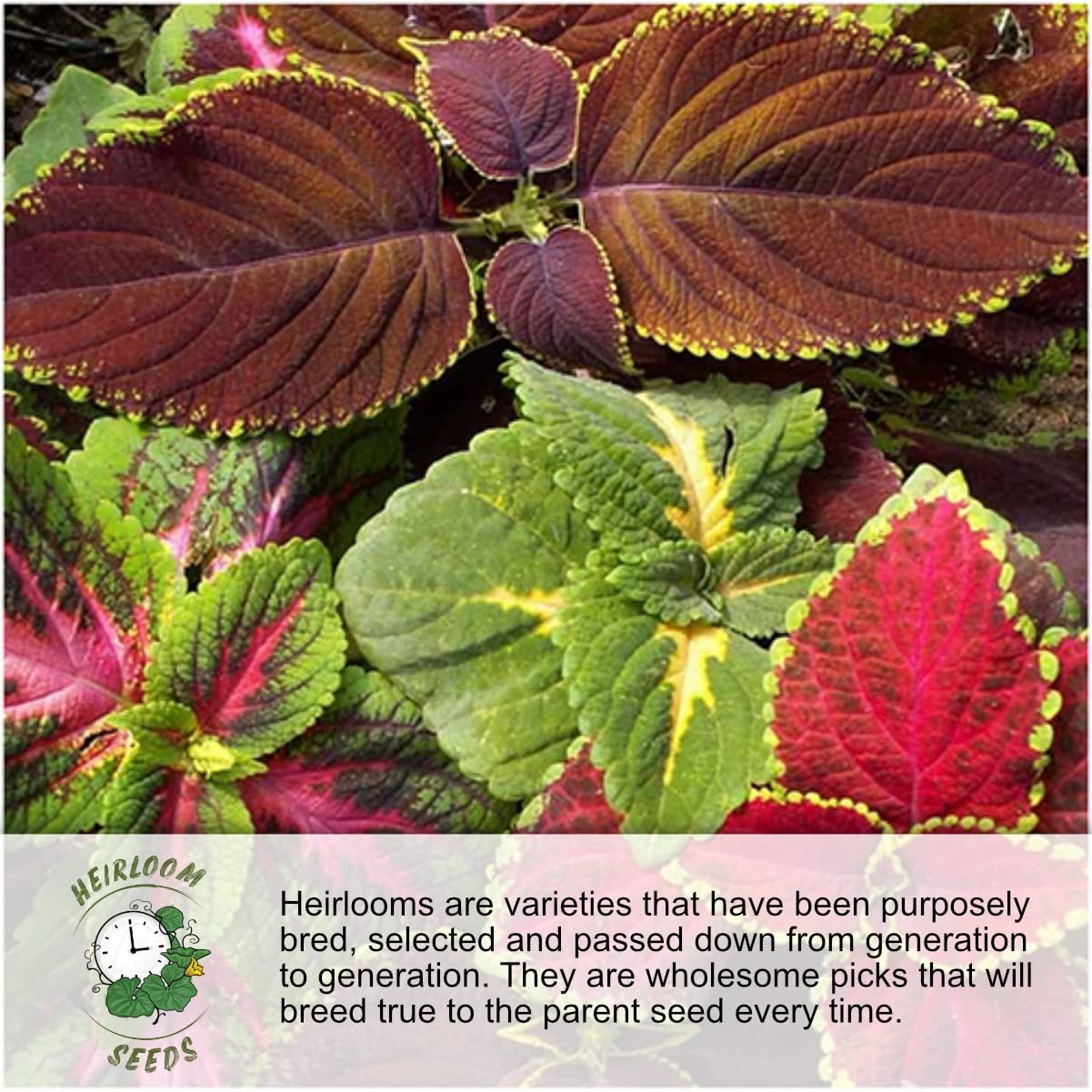 Wildflower Seed Mix for Partial Shade – 2oz, 14 Varieties, Annual & Perennial